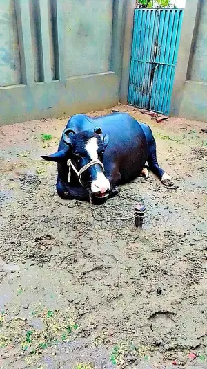 Fresh Milk Collection - High Quality Dairy Product