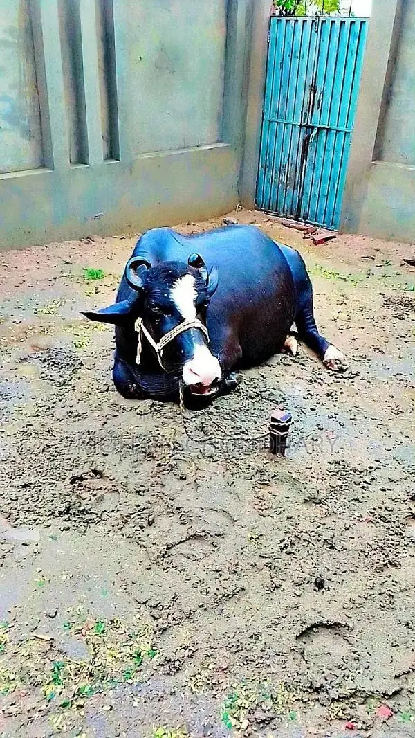 Fresh Milk Collection - High Quality Dairy Product