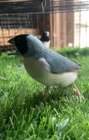 Blue Gouldian Female Finches - Rare Bird Variety