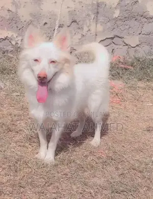 Photo - Russian Dog Breed with Red Nose and Blue Eyes - Unique Canine Companio