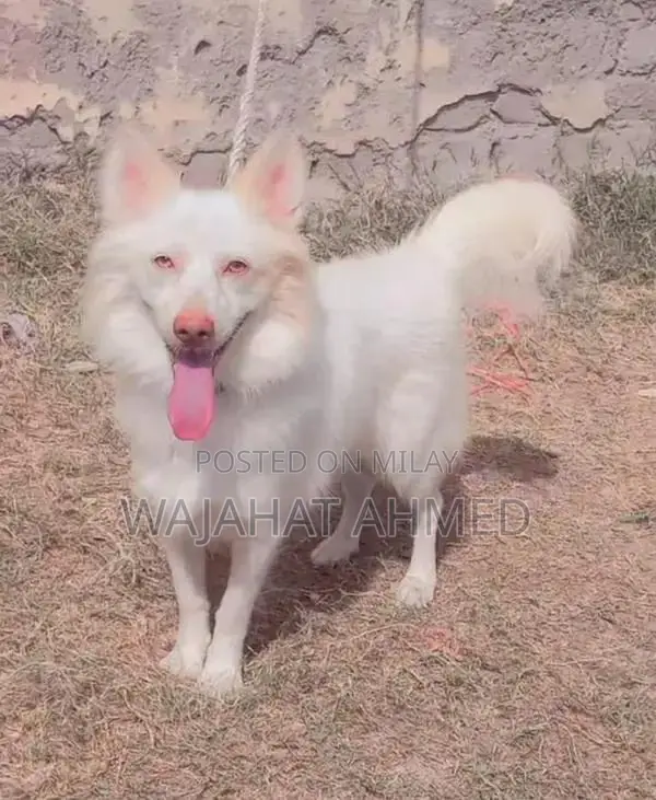 Russian Dog Breed with Red Nose and Blue Eyes - Unique Canine Companio