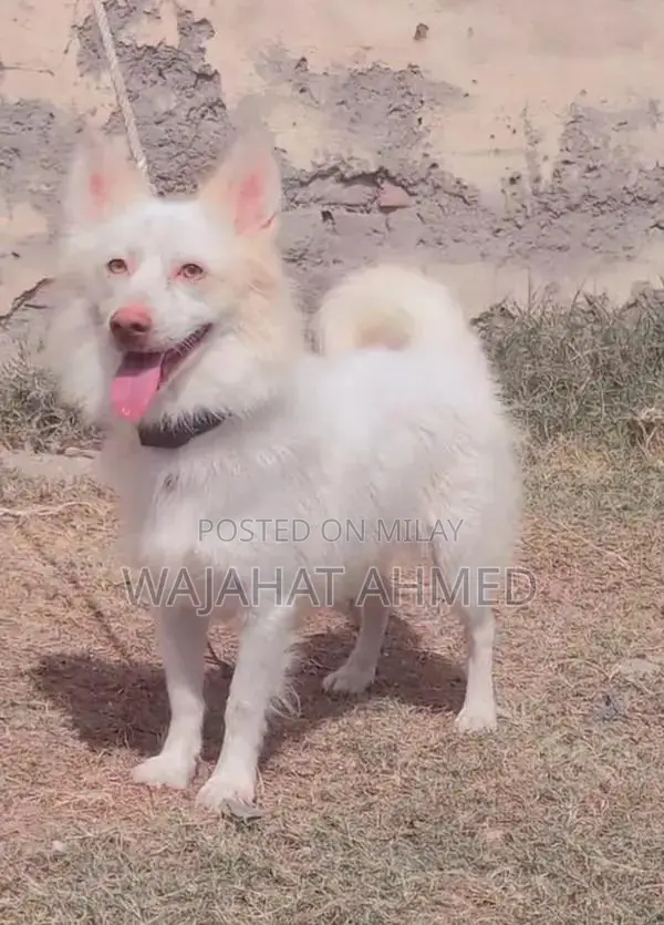 Russian Dog Breed with Red Nose and Blue Eyes - Unique Canine Companio