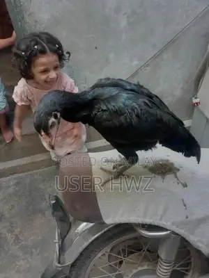 Aseel Black Traditional Ethnic Wear Premium Quality Fabric