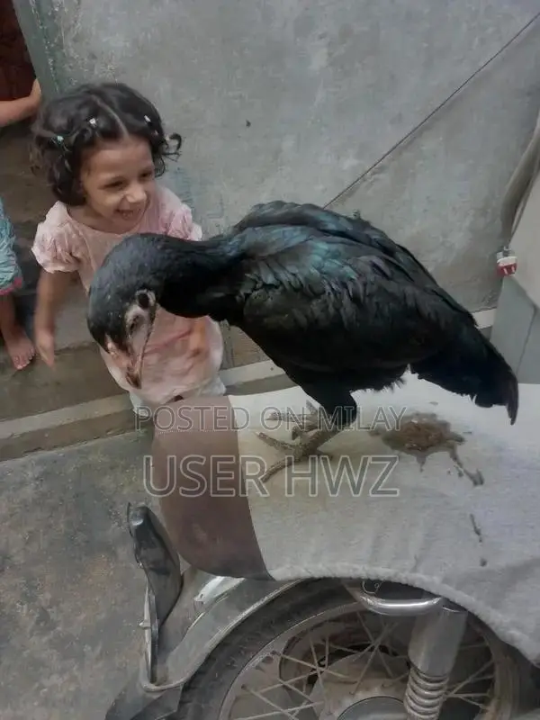 Aseel Black Traditional Ethnic Wear Premium Quality Fabric