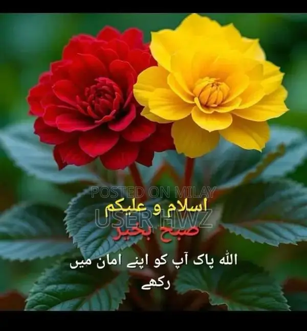 Aseel Black Traditional Ethnic Wear Premium Quality Fabric