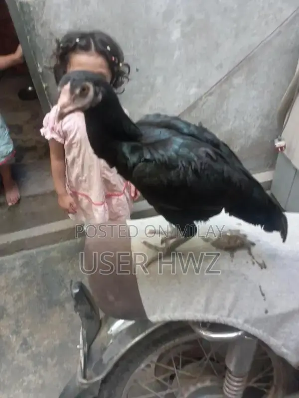 Aseel Black Traditional Ethnic Wear Premium Quality Fabric