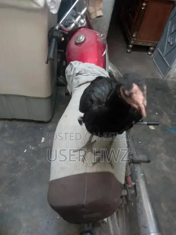 Aseel Black Traditional Ethnic Wear Premium Quality Fabric