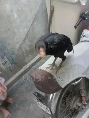 Aseel Black Traditional Ethnic Wear Premium Quality Fabric