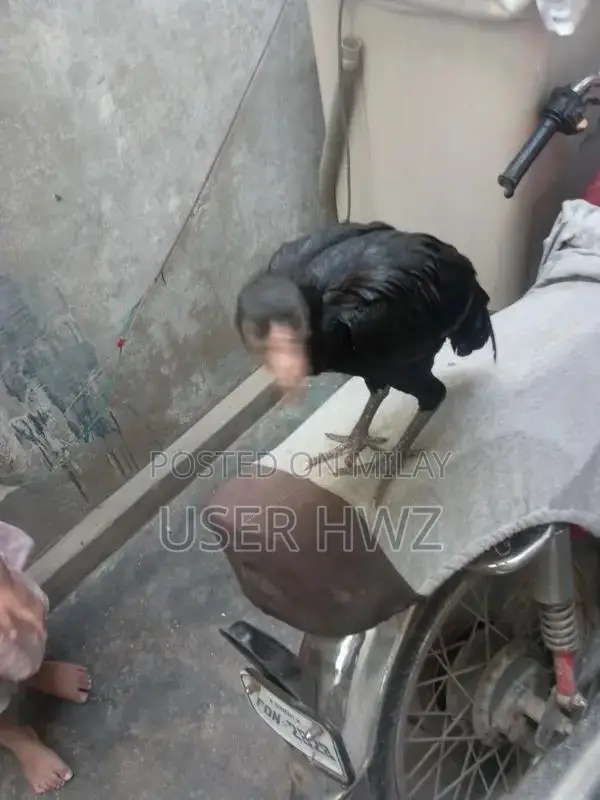 Aseel Black Traditional Ethnic Wear Premium Quality Fabric