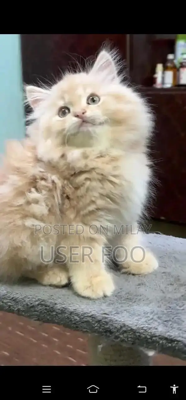Persian Blue-Eyed Kitten - Adorable Young Fluffy Companion