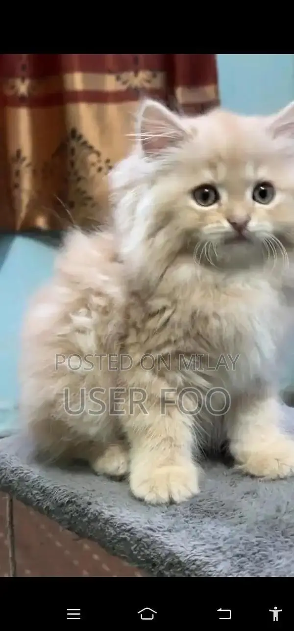 Persian Blue-Eyed Kitten - Adorable Young Fluffy Companion