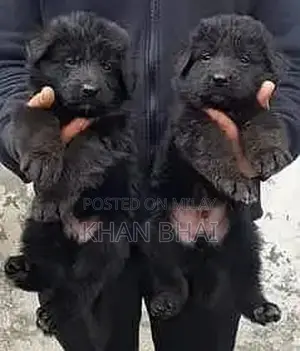 Photo - Black German Shepherd Long Coat Puppies