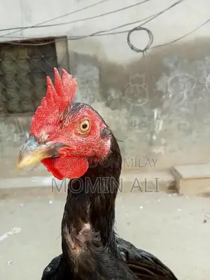 Thai Guaranted Backfooter High-Quality Breed Poultry