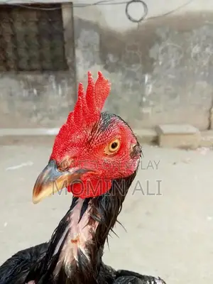 Thai Guaranted Backfooter High-Quality Breed Poultry