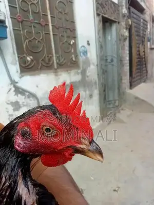 Thai Guaranted Backfooter High-Quality Breed Poultry