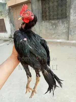 Thai Guaranted Backfooter High-Quality Breed Poultry