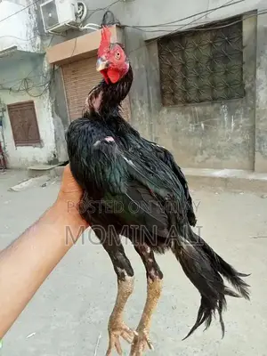 Thai Guaranted Backfooter High-Quality Breed Poultry