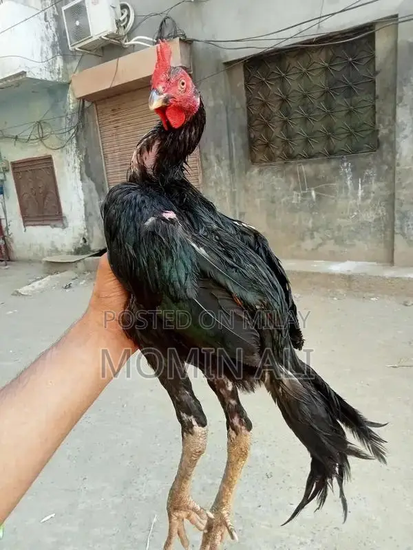 Thai Guaranted Backfooter High-Quality Breed Poultry