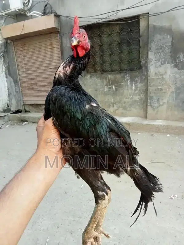 Thai Guaranted Backfooter High-Quality Breed Poultry