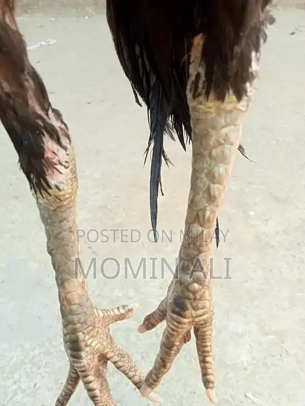 Thai Guaranted Backfooter High-Quality Breed Poultry