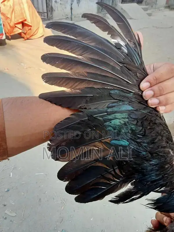 Thai Guaranted Backfooter High-Quality Breed Poultry