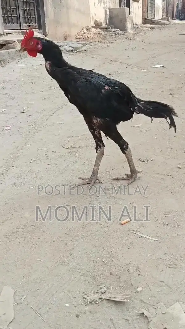 Thai Guaranted Backfooter High-Quality Breed Poultry