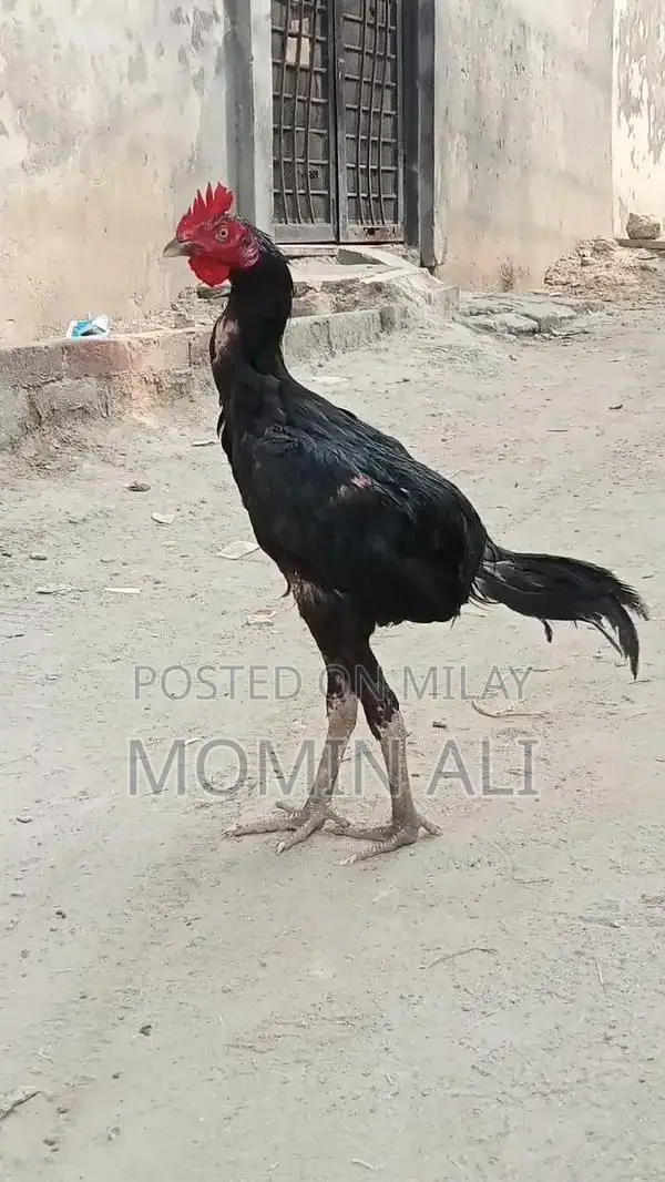 Thai Guaranted Backfooter High-Quality Breed Poultry