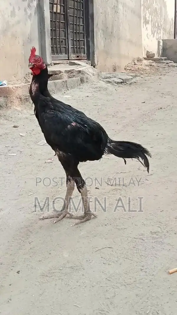 Thai Guaranted Backfooter High-Quality Breed Poultry