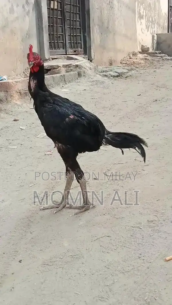 Thai Guaranted Backfooter High-Quality Breed Poultry