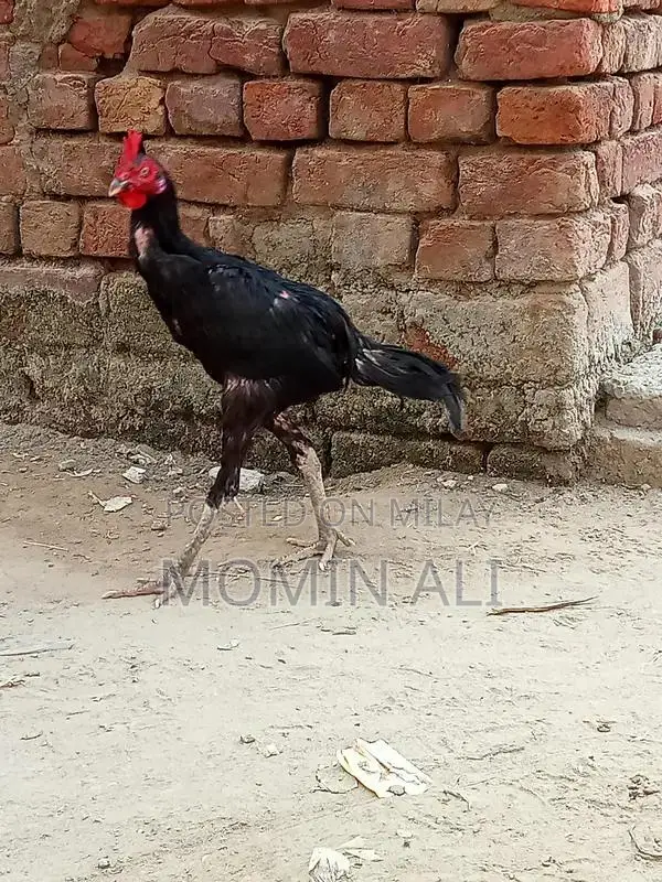 Thai Guaranted Backfooter High-Quality Breed Poultry