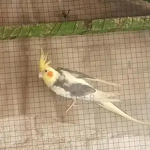 Photo - Cocktail Breeder Male Parrot