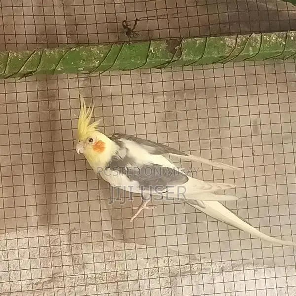 Cocktail Breeder Male Parrot