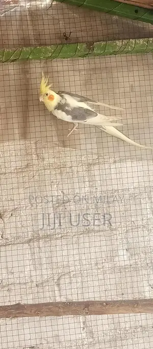 Cocktail Breeder Male Parrot