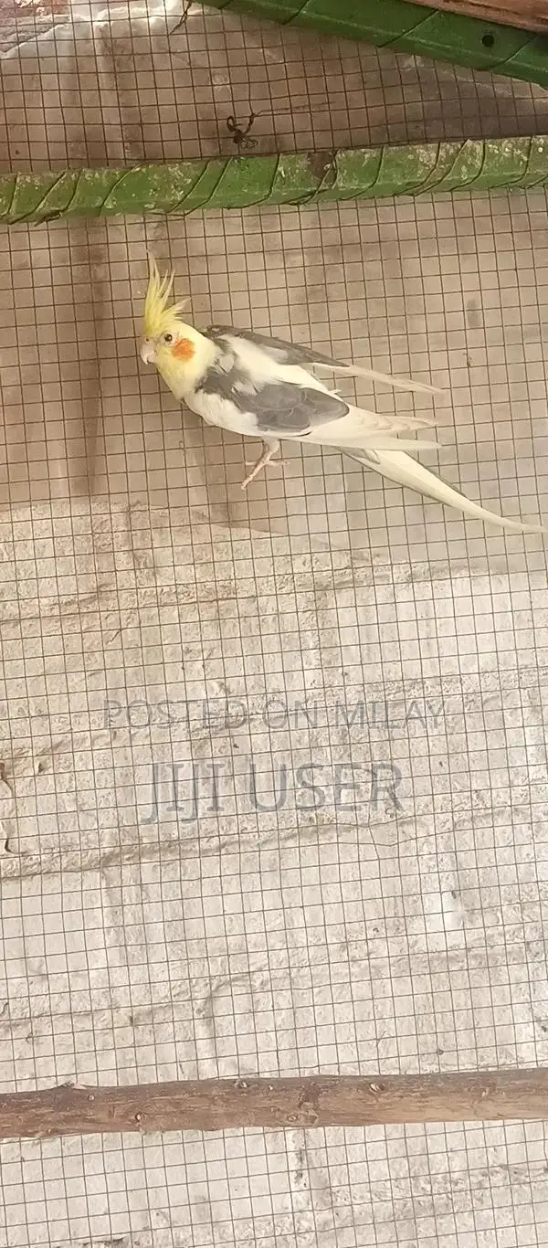 Cocktail Breeder Male Parrot