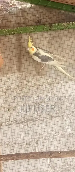 Cocktail Breeder Male Parrot