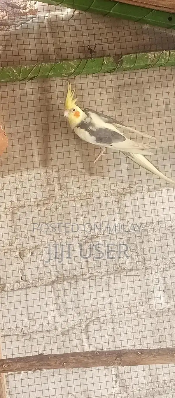 Cocktail Breeder Male Parrot