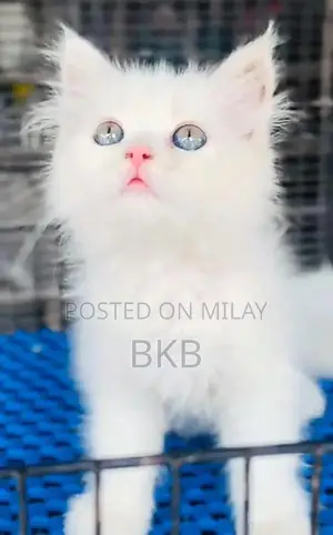 Photo - Persian Punch Face Cats and Kittens