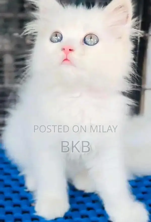 Persian Punch Face Cats and Kittens