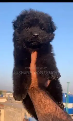 Photo - Black Male German Shepherd Puppy - Young Companion Dog