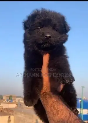 Black Male German Shepherd Puppy - Young Companion Dog