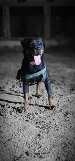 Photo - Purebred Rottweiler Female Guard Dog Companion