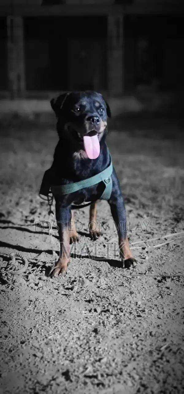 Purebred Rottweiler Female Guard Dog Companion