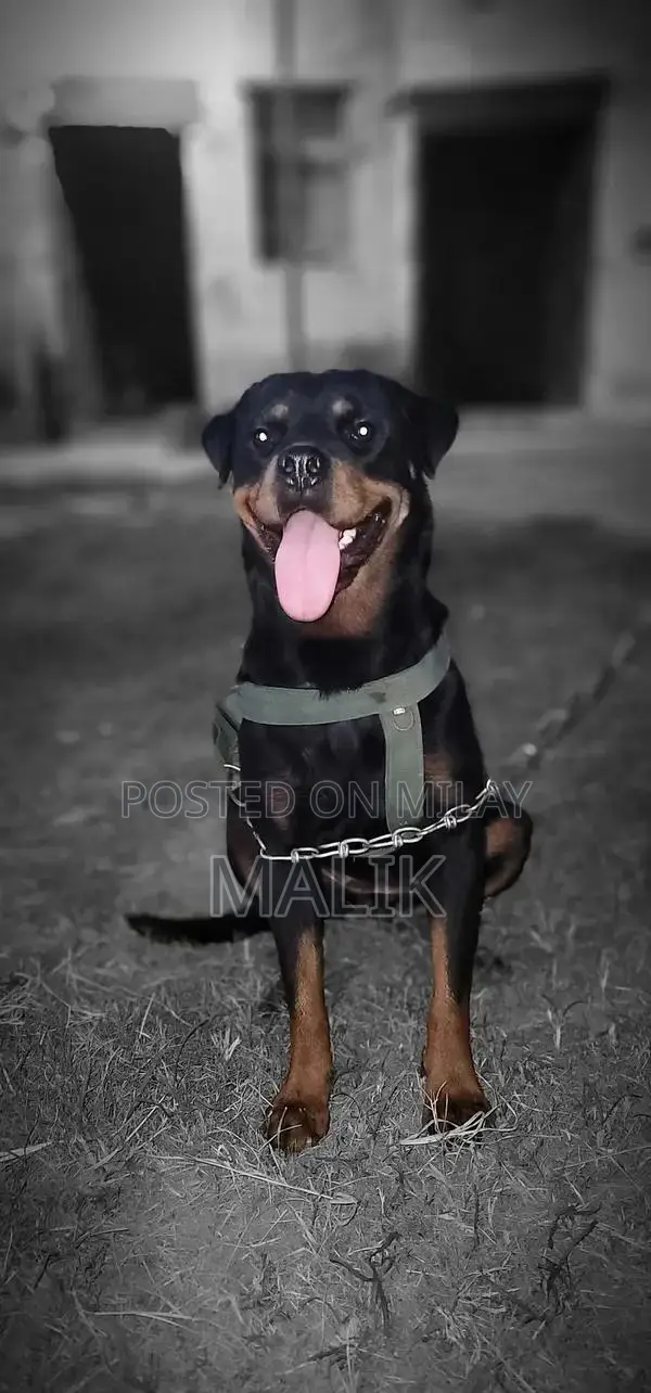 Purebred Rottweiler Female Guard Dog Companion