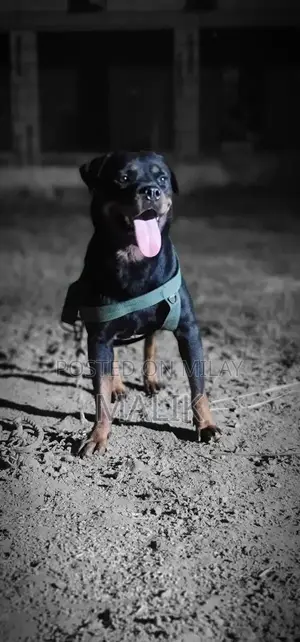 Purebred Rottweiler Female Guard Dog Companion