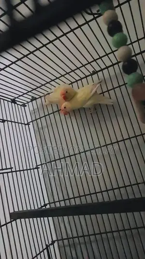 Photo - Lovebird Red-Eyed Pair - High Energy Breeding Companion