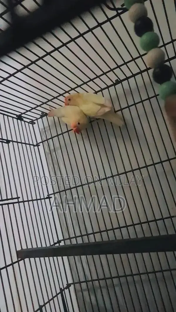Lovebird Red-Eyed Pair - High Energy Breeding Companion