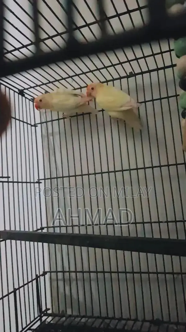 Lovebird Red-Eyed Pair - High Energy Breeding Companion