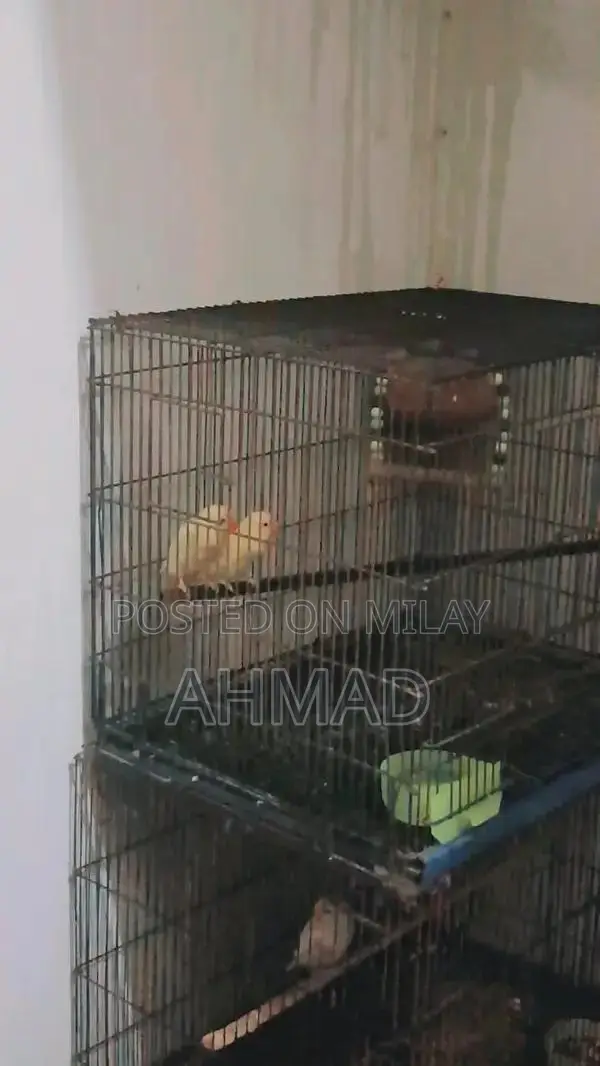 Lovebird Red-Eyed Pair - High Energy Breeding Companion