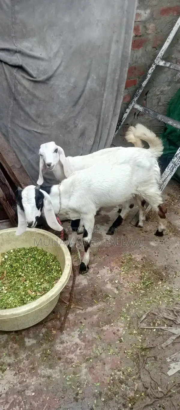 High-Quality Adult Bakra Bakri Breeding Pair - Healthy 6-Month-Old Goa