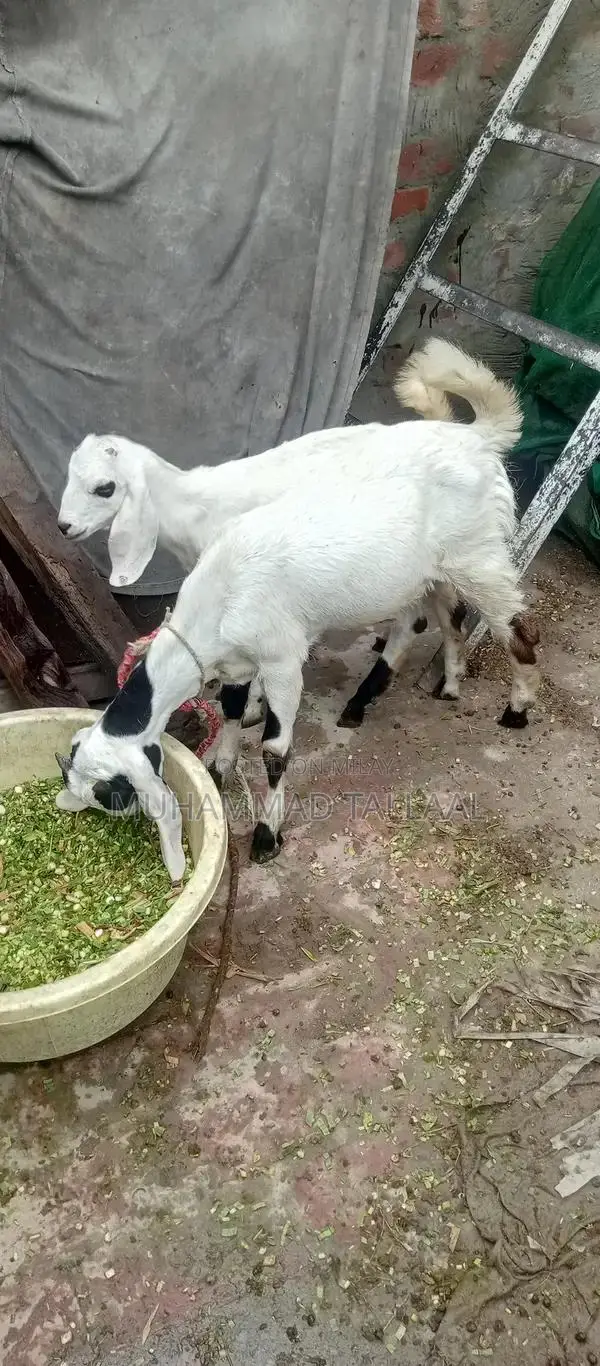 High-Quality Adult Bakra Bakri Breeding Pair - Healthy 6-Month-Old Goa